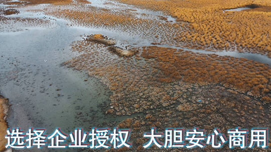 湿地沼泽视频金秋季节青藏高原金色草甸河流