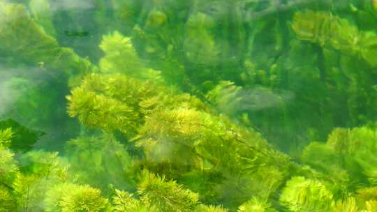 水草藻类特写