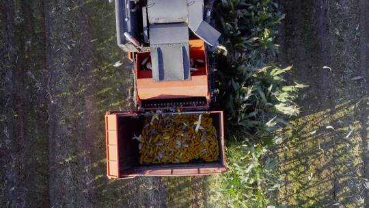 秋收玉米视频素材模板下载