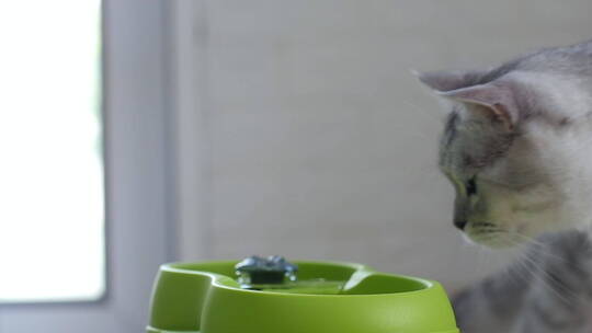 在碗里喝水的猫