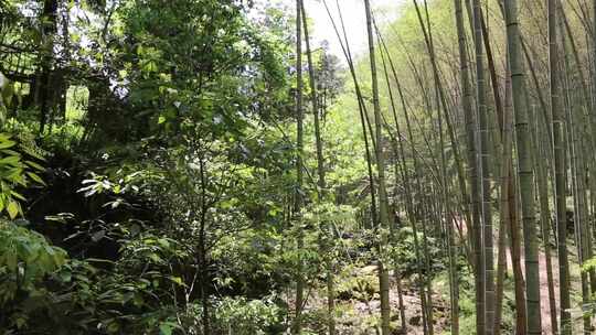 浙江仙居竹林高清实拍