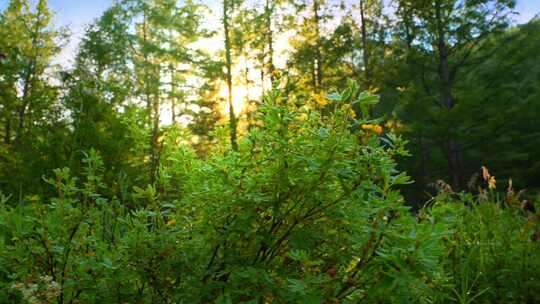 阳光树叶森林阳光逆光植物