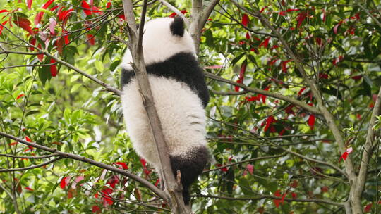 可爱顽皮的大熊猫幼稚树上玩耍