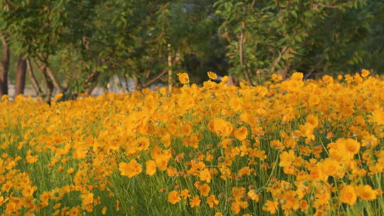 夏日野菊花盛开蓝天白云