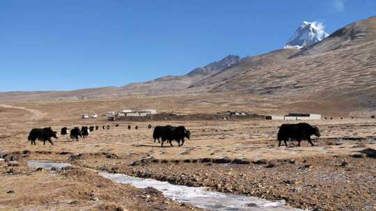 西藏牦牛放牧牧民