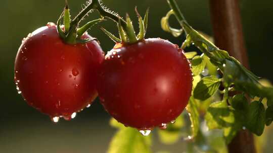 特写菜园里被雨水打湿的番茄