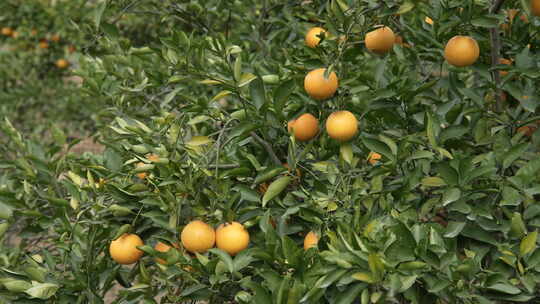 夏橙橘子橙子果园视频素材模板下载