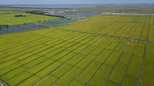 盘锦红海滩红海滩水稻公园盘锦水稻田