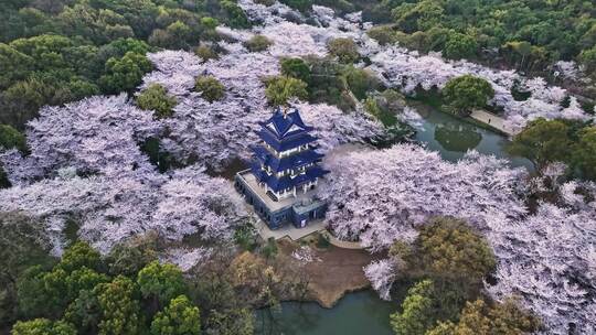 江苏 无锡 太湖 鼋头渚樱花 春天 旅游