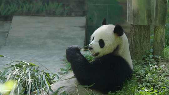 熊猫躺着吃竹子真香