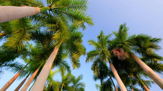 棕榈树观赏树大王椰子树