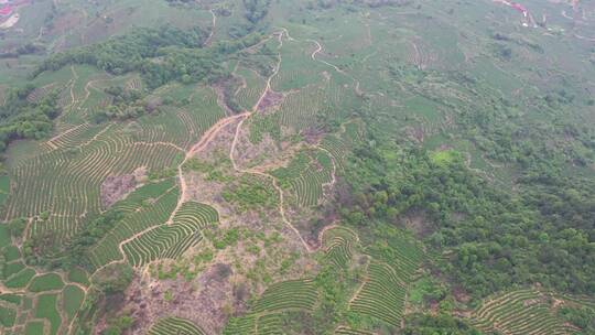 安溪茶园茶山航拍梯田绿色风景自然生态