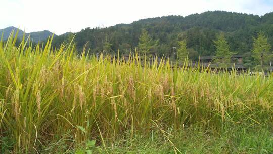 水稻稻谷大米米饭农业粮食丰收稻田拍摄