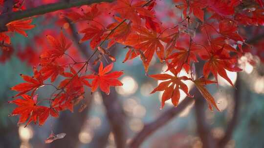 秋天的红枫叶视频素材模板下载