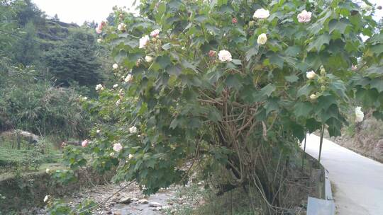 漂亮木芙蓉花朵视频素材模板下载