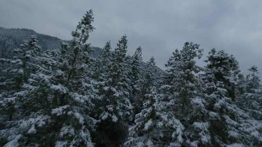 fpv穿越机航拍森林雾凇雪景溪流自然树林