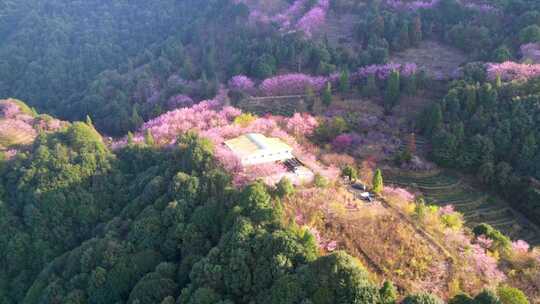 山林中被粉花环绕的房屋风景樱花