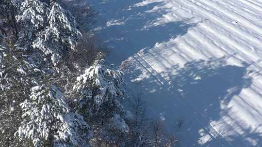 无人机镜头4K雪地上的树影