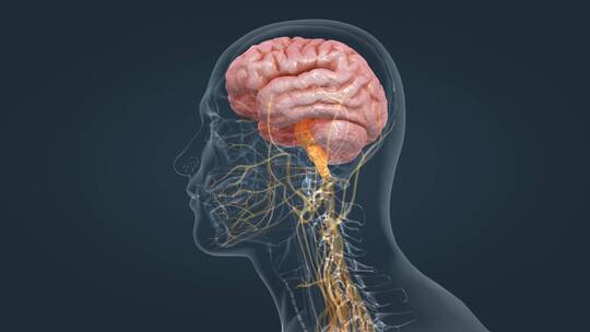 中枢神经 神经通路 大脑动画 器官动画