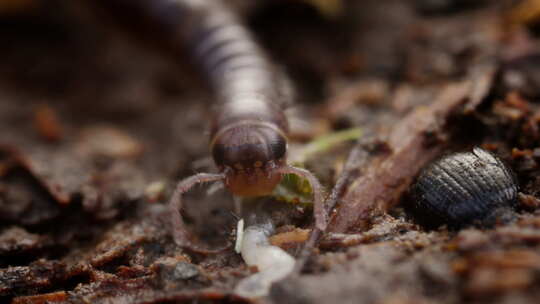 钝尾蛇千足虫在另一个bug上爬过森林地面