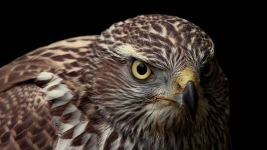 老鹰猫头鹰鸟类动物眼睛羽毛视频素材模板下载