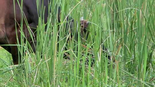 沼泽秘境：牛吃草的细致特写