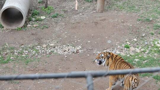 济南景区游客喂老虎吃肉
