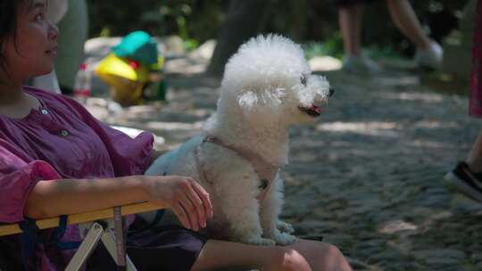 女子户外带比熊犬休息的温馨场景