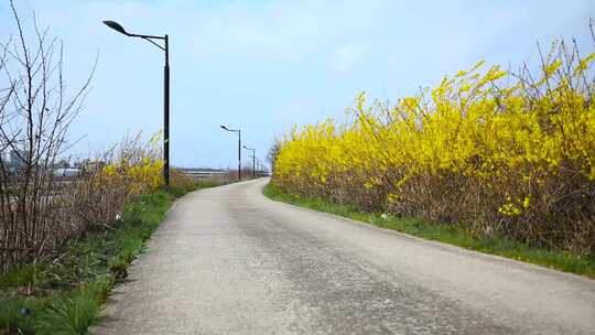 乡村道路花草唯美空境