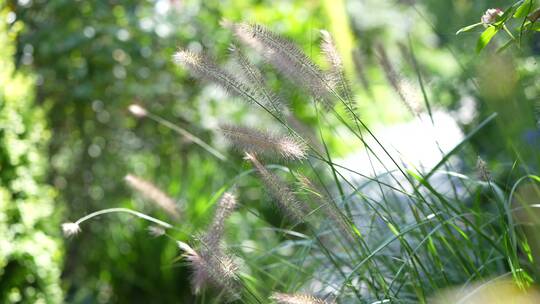 花草杂草鲜花绿植微距特写