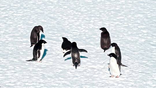 七只企鹅在雪地上晒太阳