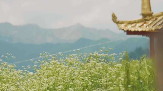 寺院前面的野花