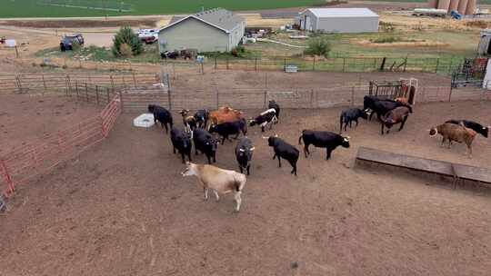 美国牛肉在这张健康牧草的无人机照片中被提升了。