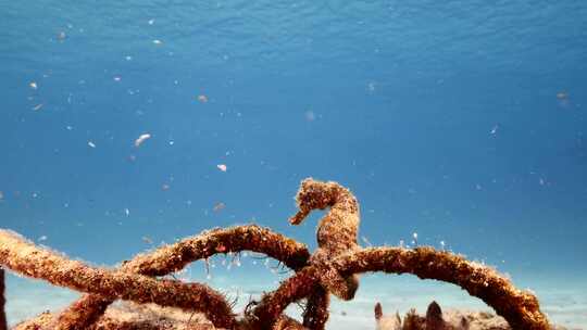 海马，珊瑚，海洋生物，水下