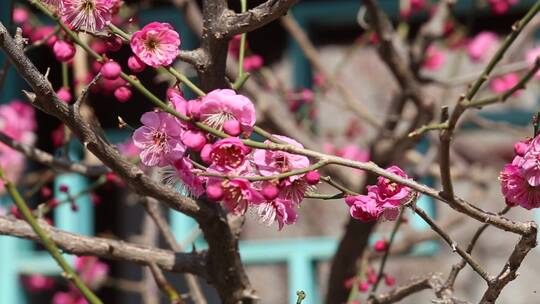 济南：趵突泉景区内玉兰花、梅花盛开视频素材模板下载