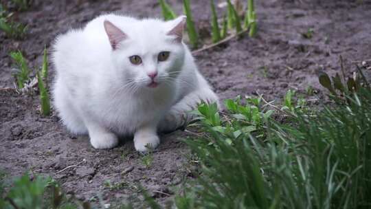 城市公园地上无家可归的白猫慢动作