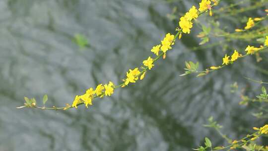 春天的迎春花盛开，清新黄色的小花实拍片段