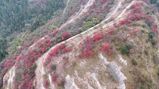 航拍湖北宜昌柳林万金山红叶18