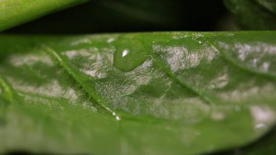 菠菜青菜菜叶特写叶脉叶绿素视频素材模板下载