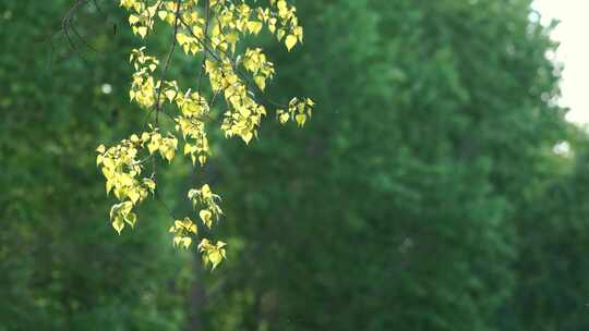 夏季清晨阳光照射下树枝头