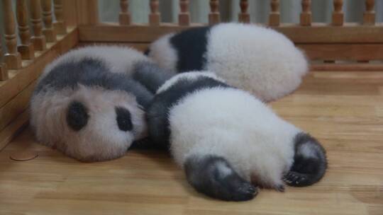 可爱的熊猫宝宝
