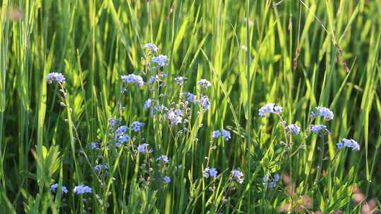 野生药用植物勿忘我视频素材模板下载