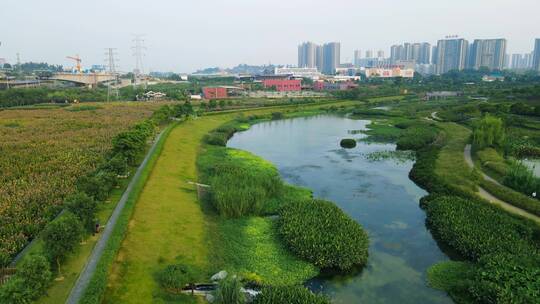 广西南宁那考河湿地公园