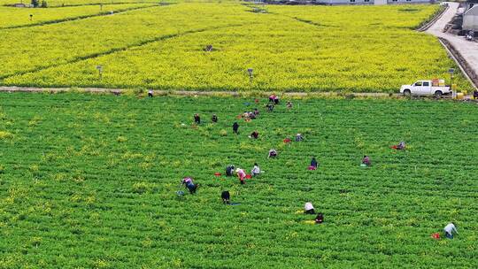 4k多景别 蔬菜种植基地  豌豆尖采摘