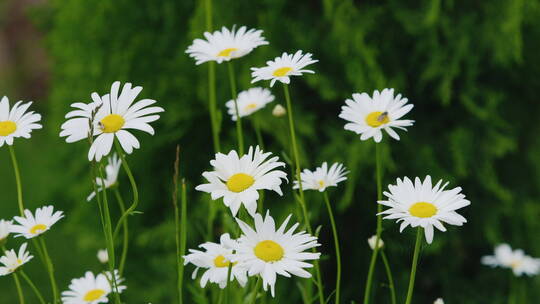 白色花朵 野菊花在风中摇曳