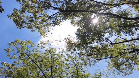夏天阳光穿过树叶子特写视频素材