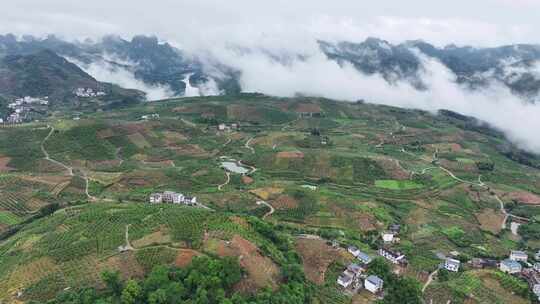 广西桂林阳朔金桔生态种植基地