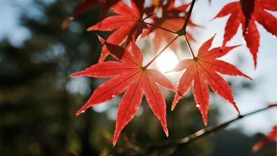 秋分枫叶特写唯美秋景微距视频
