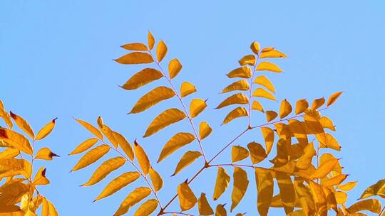 秋天蓝天下金黄树叶