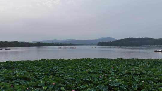 杭州西湖曲院风荷 亭子 荷花 摇橹船